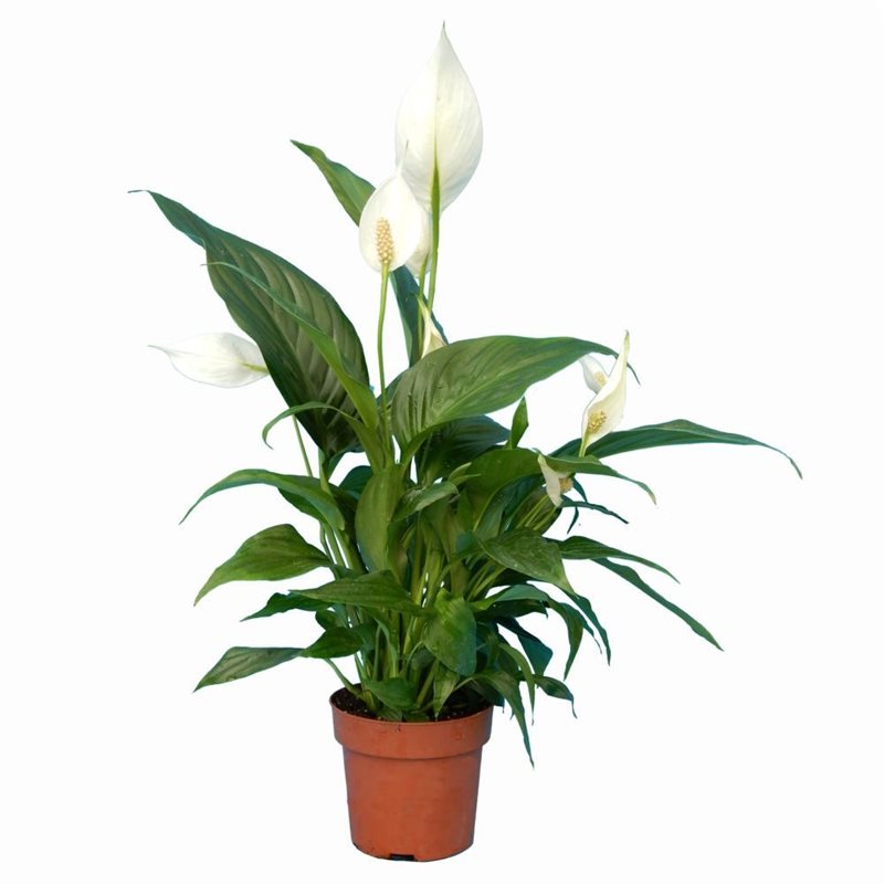 Plantes Tropicales