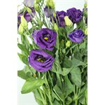 LISIANTHUS Local 10t - Blanc