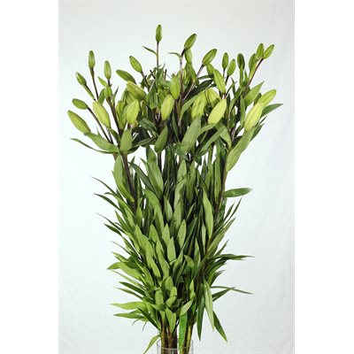 LYS L.A. 10t - Blanc