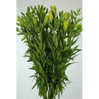 LYS L.A. 10t - Jaune