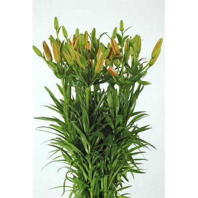 LYS L.A. 10t - Orange