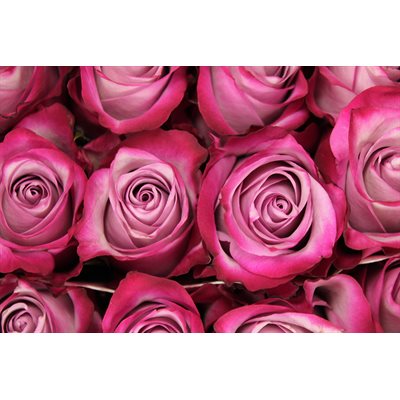 Rose Couleur Deep Purple