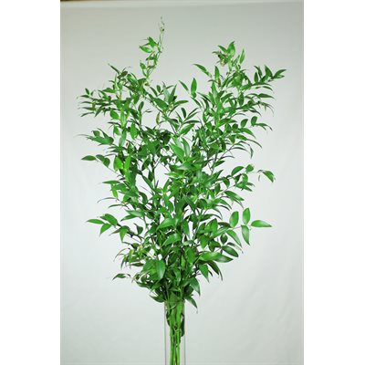 RUSCUS Italien Long 80 / 100 cm - 200gr