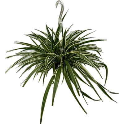 CHLOROPHYTUM frisé 6" PS
