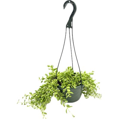 COTYLEDON Pendens 6'' PS