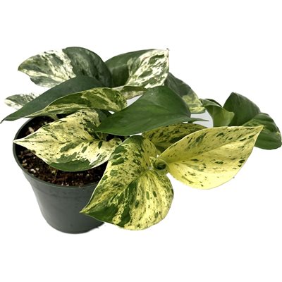 POTHOS Marble Queen 4"