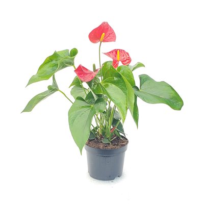ANTHURIUM 6" Assortis