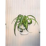 CHLOROPHYTUM frisé 5" PS