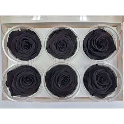 Rose Éternelle boîte de 6- Noir- Onyx