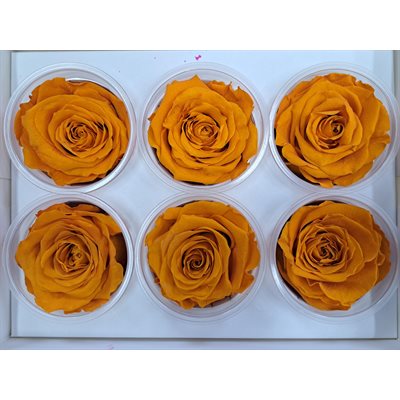 Rose Éternelle boîte de 6- Orange- Citrouille