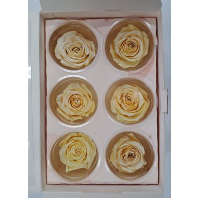 Rose Éternelle boîte de 6- Ivoire
