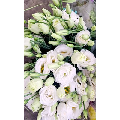 LISIANTHUS Local 10t - Blanc