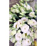 LISIANTHUS Local 10t - Blanc