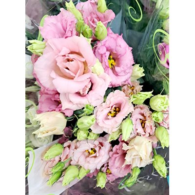 LISIANTHUS Local 10t - Apricot
