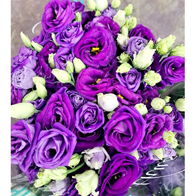 LISIANTHUS Local 10t - Mauve