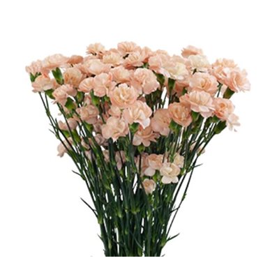 MINI-OEILLET 10t - Pêche