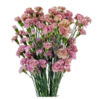 MINI-OEILLET 10t - Rose Vintage