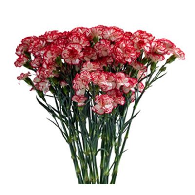 MINI-OEILLET 10t - Minuetto - Blanc bordé de rouge (Candy)