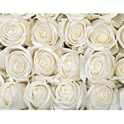 Rose Blanche Tibet 50cm
