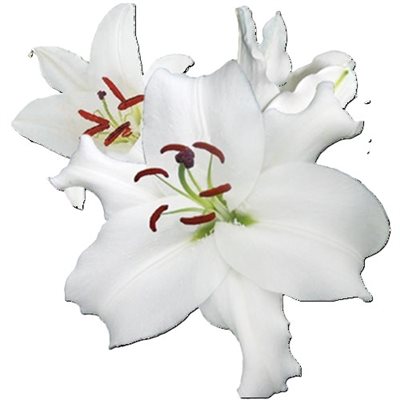 LYS Oriental Local Blanc Santander (3 / 5 fleurs)