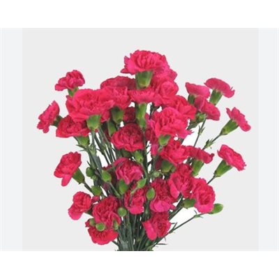 MINI-OEILLET 10t - Fushia