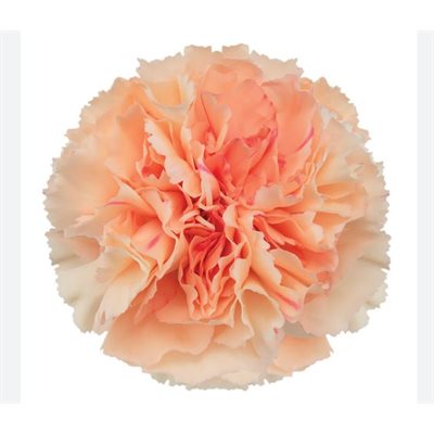 OEILLET Fancy 25t - Tangerine