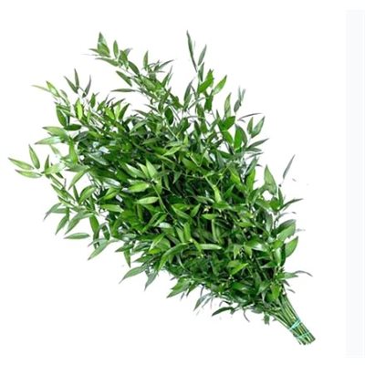RUSCUS Italien - Medium 60 / 80 cm - 5t