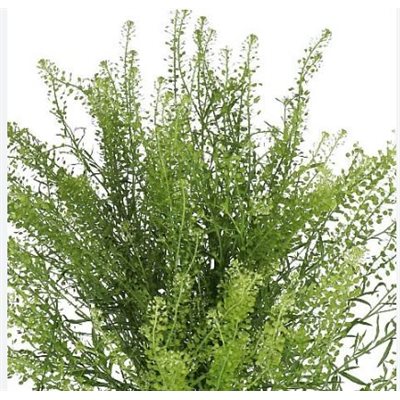 THLASPI Green Dragon - 10t