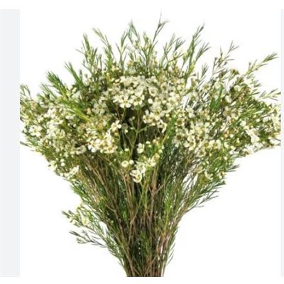 WAXFLOWER - Blanc